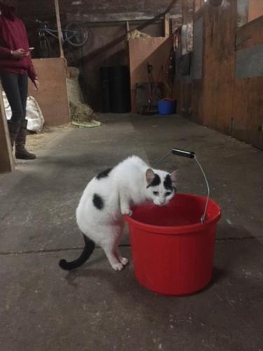 a black and white cat playing in a red bucket at Holywell Grange Farm in Whitley Bay