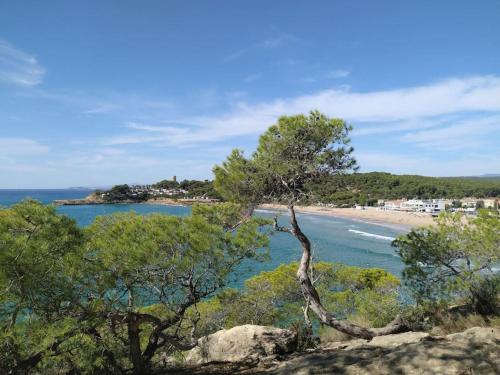 un árbol sentado en la cima de una roca junto a una playa en Villa Flamante, en Tarragona