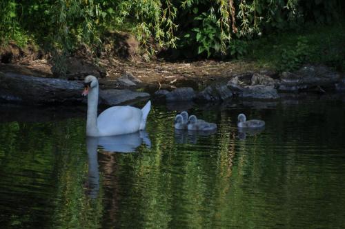 a family of swans swimming in the water at Bertricher Hof Hotel Garni in Bad Bertrich