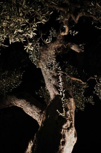an aerial view of a tree branch in the water at ALMASOL - Charme Experience in Castellana Grotte