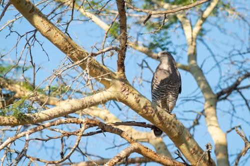 a bird perched on top of a tree branch at Zululand Lodge in Hluhluwe
