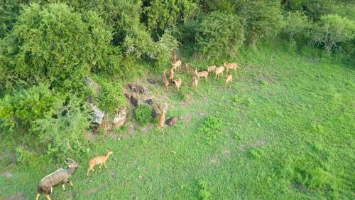 a herd of deer walking up a hill with trees at Zululand Lodge in Hluhluwe
