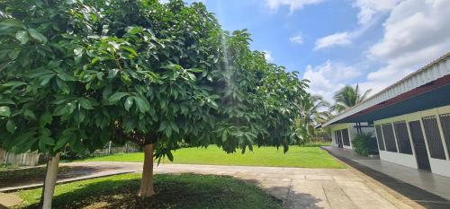 a tree in front of a building next to a building at Sleep&Go! Apartamento 2 habitaciones 4 personas Siquirres centro in Siquirres