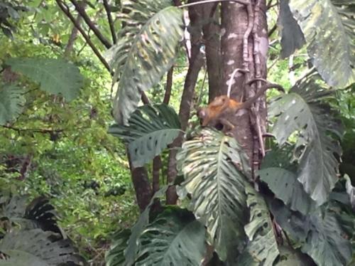 a bird is sitting on a tree branch at Kiskadee Casa in Quepos