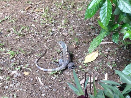 a lizard sitting on the ground in the dirt at Kiskadee Casa in Quepos