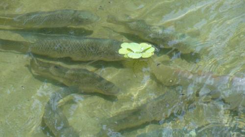 a fish with a flower in the water at Pousada Chácara do Rio in Lumiar