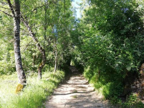 un sentiero nel bosco con alberi su entrambi i lati di As três irmãs a Bragança