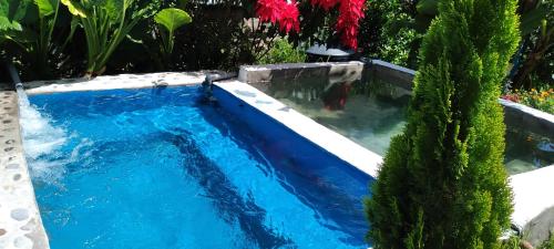 una piscina en un jardín con un árbol en Casa De Virginia, en Cabanaconde