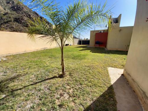 eine Palme in einem Hof neben einem Gebäude in der Unterkunft Casa de descanso in Chilecito