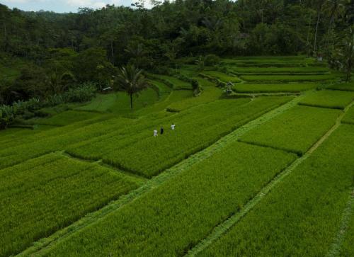 people walking in the middle of a green field at Adiwana Suweta in Ubud