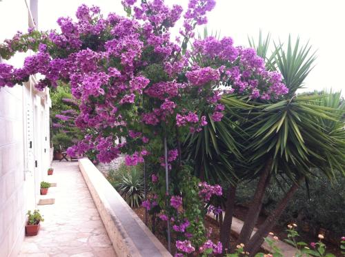 a bunch of purple flowers in a garden at Villa Katja in Sumartin