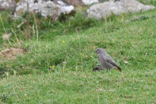 a bird standing in the grass in a field at Au Primerose Hôtel in Argelès-Gazost