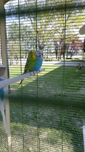 two parrots sitting on a perch in a cage at La Locanda nel Frutteto in Rovereto
