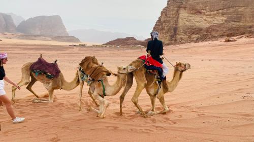 a man riding three camels in the desert at wadi rum land mars in Wadi Rum