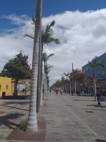 a row of palm trees on a city street at Cosy & Central Apartament Vecindario in Vecindario