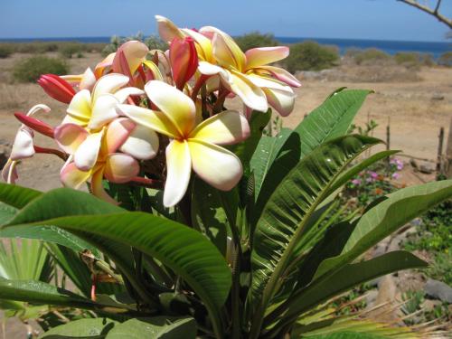 a bunch of yellow and white flowers on a plant at Casa Strela B&B Tarrafal in Tarrafal
