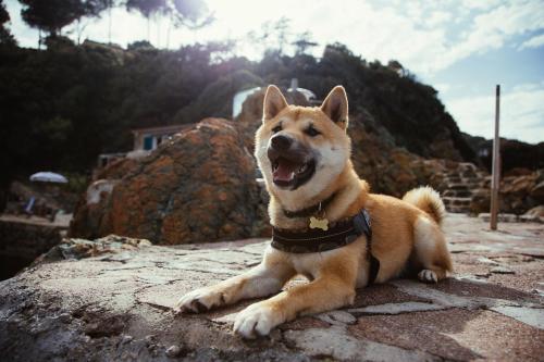 a dog laying on top of a rock at Residence Intur in Marciana Marina