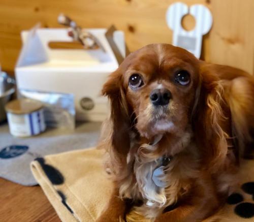a brown dog sitting on the floor in a bathroom at Sapia Hotel Rheinsberg in Bad Säckingen