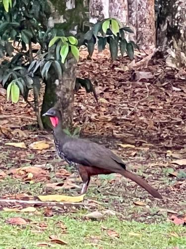 a black bird standing on the ground in the woods at Cabaña rodeada de naturaleza en San Carlos in Quesada