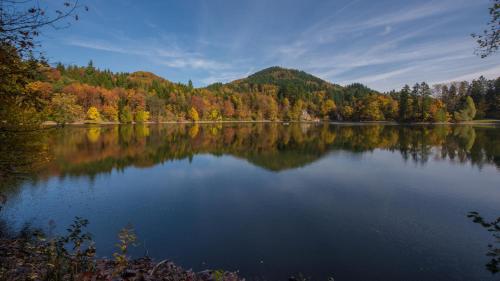 a lake in the middle of a forest at Ferien Wohnung in Bad Säckingen