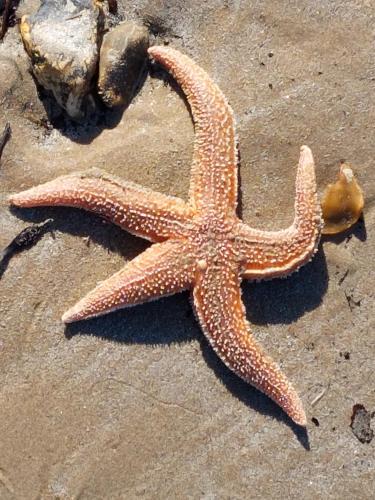 a starfish laying on the sand on the beach at Studio lumineux proche port & plages in Bénodet