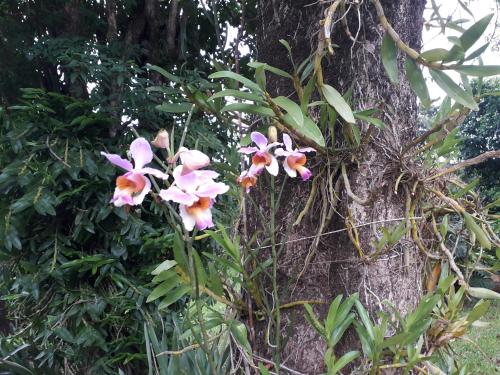 a group of flowers growing on the side of a tree at Hosteria Helvecia in Montecarlo