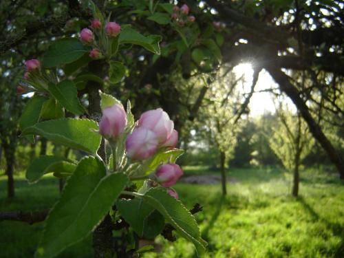 a bunch of pink flowers on a tree in a field at Jagdschloss Quitzin in Grimmen