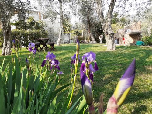 a group of purple flowers in a yard with a picnic table at "CASABANA" - relax tutto l'anno - giardino - piscina Top in Malcesine