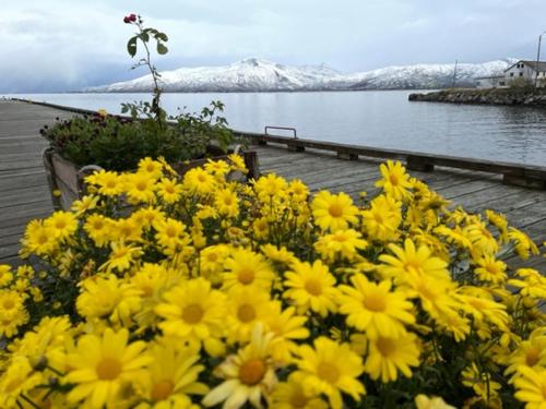 a bunch of yellow flowers next to a body of water at 2. etg i Dampskipsbrygga, Lødingen havn in Lødingen
