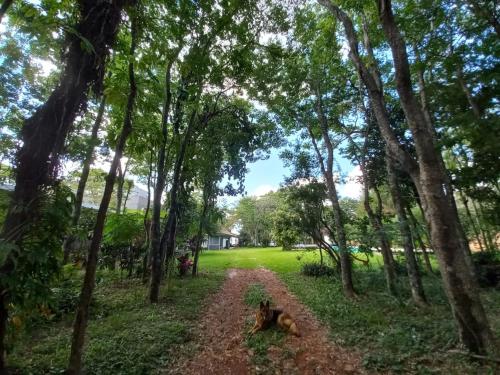 a dog laying on a dirt road in the woods at Parana Riverside Guest House - Posadas in Posadas