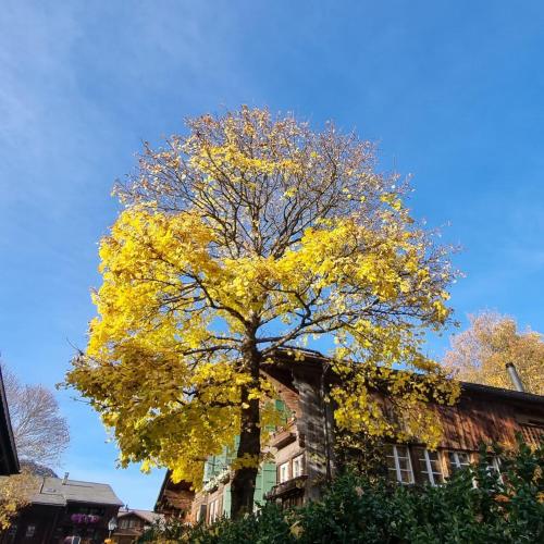 a tree with yellow leaves in front of a building at Snow+Surf B&B in Lauenen