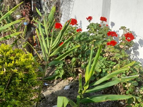 a garden with red flowers and plants at Sukoon.Homestay in Rājpur