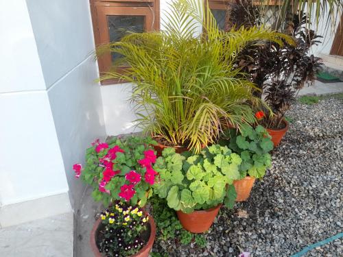 a group of potted plants inront of a building at Sukoon.Homestay in Rājpur