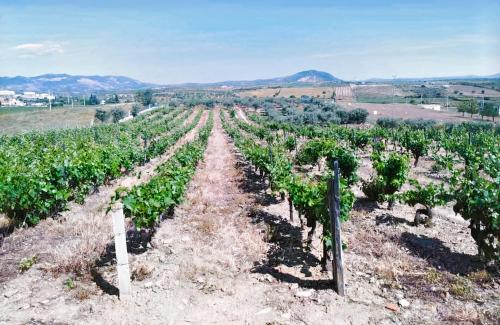 a vineyard with rows of grapes in a field at A Flor da Rosa in Vila Nova de Foz Coa