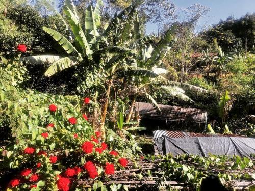 a garden with red flowers and a palm tree at Quo Vadis Farm in Māngwa