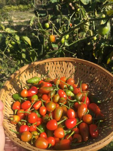a basket full of tomatoes and peppers in a garden at Quo Vadis Farm in Māngwa
