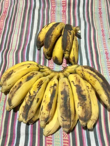 a bunch of bananas sitting on a table at Quo Vadis Farm in Māngwa