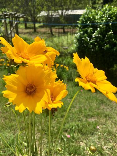 a group of yellow flowers in a field at Quo Vadis Farm in Māngwa