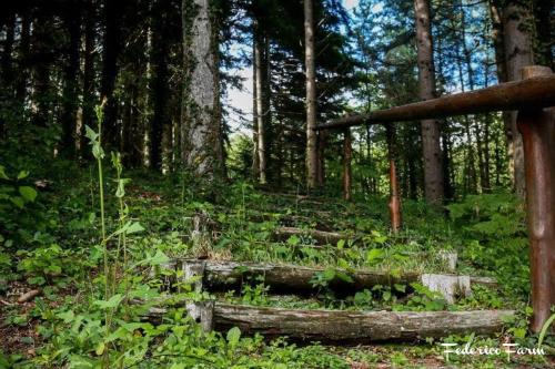 a forest with trees and plants in the woods at Camping Grondola - FedericoFarm in Pontremoli