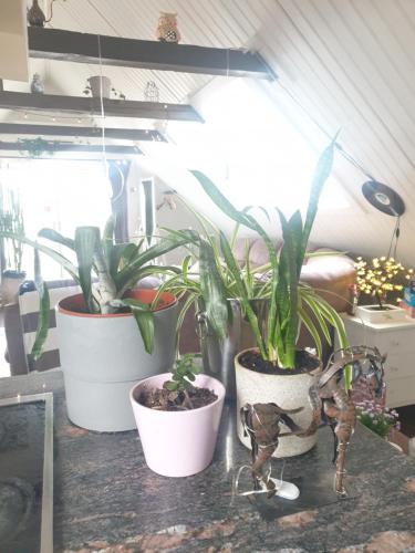 drei Topfpflanzen auf einer Theke in einem Raum in der Unterkunft D'Lyon Stud and Sporthorses in Asarum