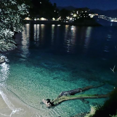 a tree branch laying in the water on a beach at PLAN SEA Guest House in Santa Margherita Ligure