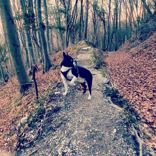 a black and white dog standing on a dirt road at Kuća za odmor Bitoševje in Klenovnik
