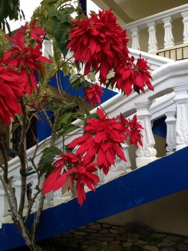 a tree with red flowers in front of a building at Sana El Jardin Secreto in Santiago de los Caballeros