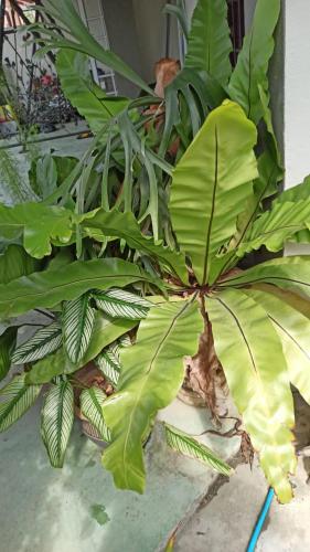 a large green plant sitting on the ground at New Garden View GF Double Room FREE parking in Batu Unjor
