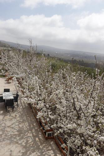 a group of trees with white flowers on them at Oriental Nature in Majdal Shams