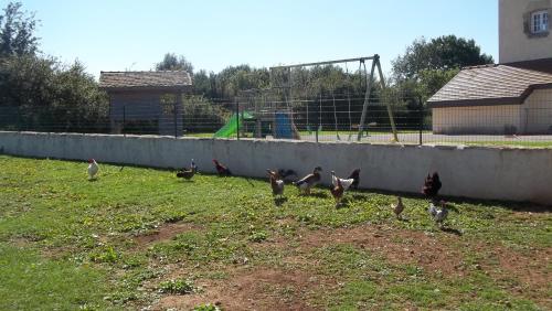 a group of chickens walking around in a field at Gite Du Colombier in Le Fied