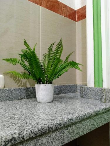 a green plant sitting on a counter in a bathroom at La Hermosa Hotel in Buga