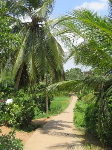 a dirt road with palm trees on it at feelhome in Akuressa