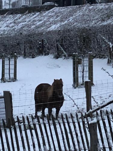 a black bear standing behind a fence in the snow at « En toute simplicité chez Fabienne et Bruno » in Waimes