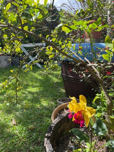 a garden with a tree and flowers in a yard at Happyhome in Saint-Pierre
